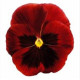 Віола Premier: Red Blotch, 50 шт, Sakata
