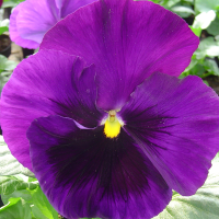 Віола Xtrada™ blue with blotch, 100 шт, Hem Genetics