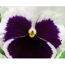Віола Xtrada™ white with blotch, 50 шт, Hem Genetics