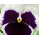 Віола Xtrada™ white with blotch, 50 шт, Hem Genetics