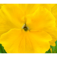 Віола Xtrada™ pure yellow, 250 шт, Hem Genetics