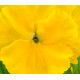 Віола Xtrada™ pure yellow, 50 шт, Hem Genetics