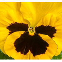 Віола Xtrada™ yellow with blotch, 50 шт, Hem Genetics