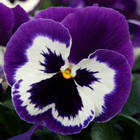 Віола Xtrada™ violet face, 250 шт, Hem Genetics