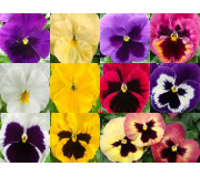 Серії "Xtrada, Trumpet" (Hem Genetics)