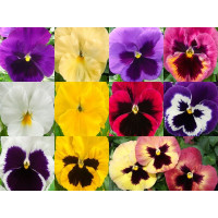 Віола Xtrada™ full mixture, 50 шт, Hem Genetics