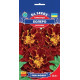 Чорнобривці Болеро 0,5 г, GL SEEDS