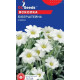 Ясколка Біберштейна, GL Seeds,  0,1 г