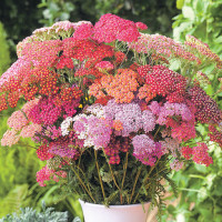 Деревій Flowerburst F2 Red Shades, 250 шт, Takii seed