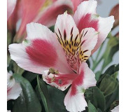 Альстромерія гібридна - Alstroemeria hybrida