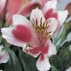 Альстромерия JAZZE® ROSE FROST