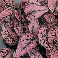 Гіпоестес SPLASH SELECT ROSE, 100 шт, PanAmerican