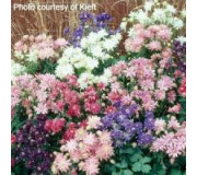 Аквілегія звичайна - Aquilegia vulgaris