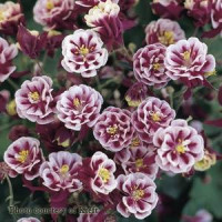 Аквілегія WINKY DOUBLE RED WHITE, 5 шт, Kieft Seed