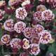 Аквілегія WINKY DOUBLE RED WHITE, 5 шт, Kieft Seed
