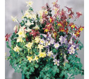 Аквілегія блакитна - Aquilegia caerulea