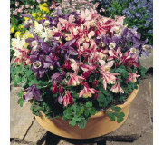 Аквілегія віялоподібна - Aquilegia flabellata