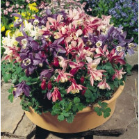 Аквілегія віялоподібна, Cameo: Mix, 5 шт, Benary