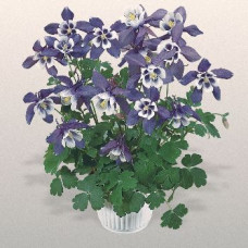 Аквилегия гибр, Spring Magic®: Blue&White