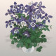 Аквилегия гибр, Spring Magic®: Blue&White