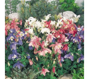Аквілегія гібридна - Aquilegia hybrida