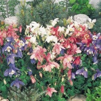 Аквілегія гібр, Spring Magic®: Mix, 5 шт, Benary