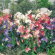 Аквілегія гібр, Spring Magic®: Mix, 25 шт, Benary