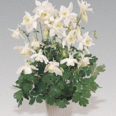 Аквилегия гибр, Spring Magic®: White