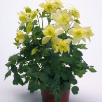 Аквилегия гибр, Spring Magic®: Yellow