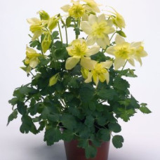 Аквилегия гибр, Spring Magic®: Yellow