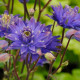 Аквилегия CLEMENTINE BLUE