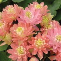 Аквилегия CLEMENTINE SALMON ROSE