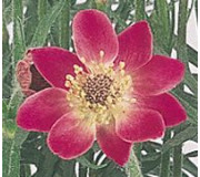 Анемона  - Anemone