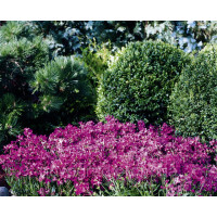  Арабіс війчастий - Rose Delight™ F1, 10 шт, Syngenta 