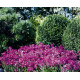 Арабіс війчастий- Rose Delight™ F1, 1000 шт, Syngenta
