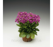 Арабіс - Arabis