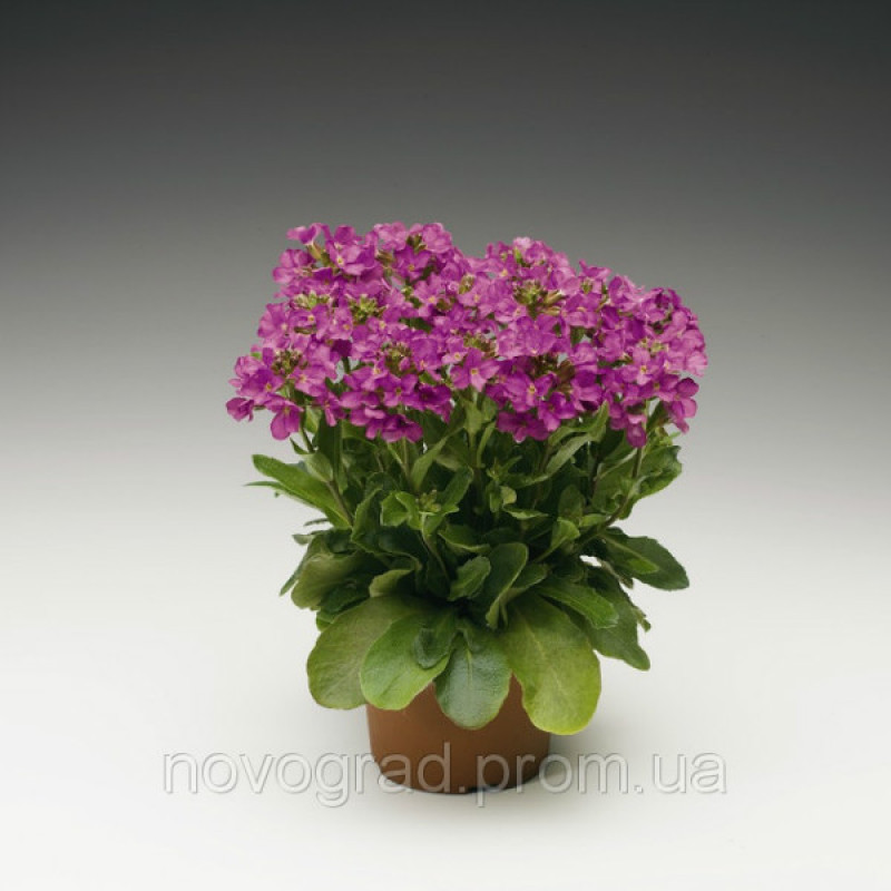 Арабіс війчастий- Rose Delight™ F1, 250 шт, Syngenta