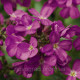 Арабіс війчастий- Rose Delight™ F1, 250 шт, Syngenta