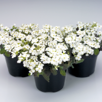  Арабіс кавказськ, Catwalk White, 1000 шт, Benary