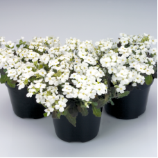  Арабіс кавказськ, Catwalk White, 1000 шт, Benary