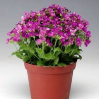 Арабіс кавказськ, Little Treasure™ Deep Rose, 50 шт, Syngenta