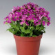 Арабіс кавказськ, Little Treasure™ Deep Rose, 1000 шт, Syngenta
