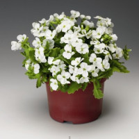 Арабіс кавказськ, Little Treasure™ White, 50 шт, Syngenta