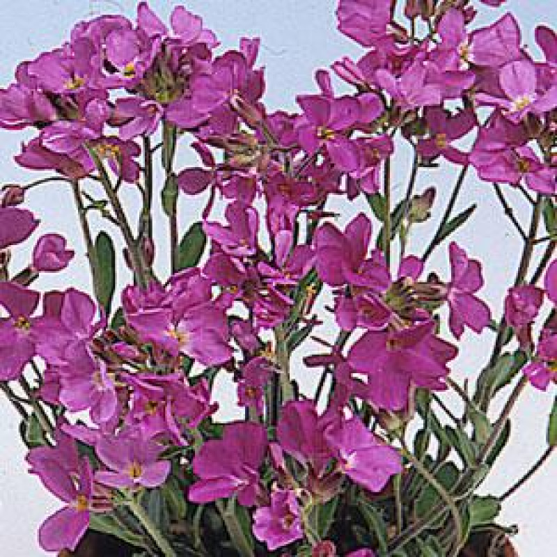Арабис реснитч, Spring Charm