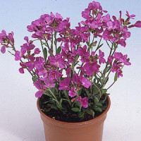 Арабис реснитч, Spring Charm