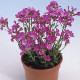 Арабис реснитч, Spring Charm