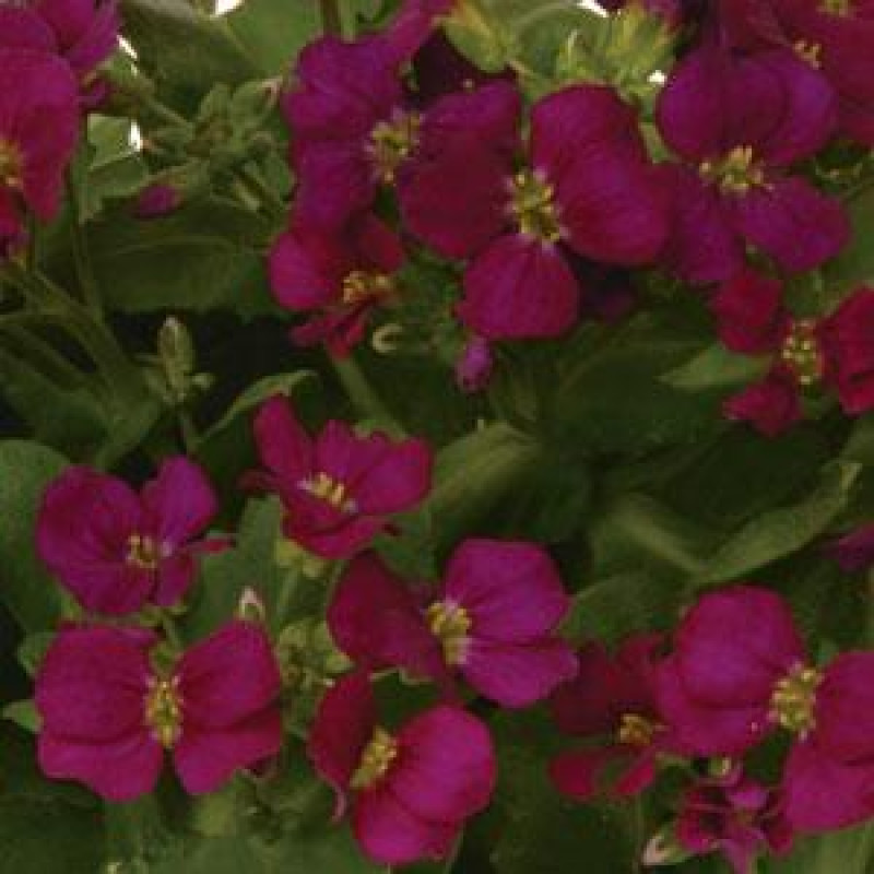 Арабис кавказск, Lotti Deep Rose