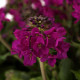 Арабис реснитч, Barranca Deep Rose