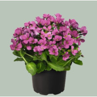  Арабіс кавказськ, Catwalk Pink, 25 шт, Benary