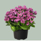 Арабіс кавказськ, Catwalk Pink, 100 шт, Benary